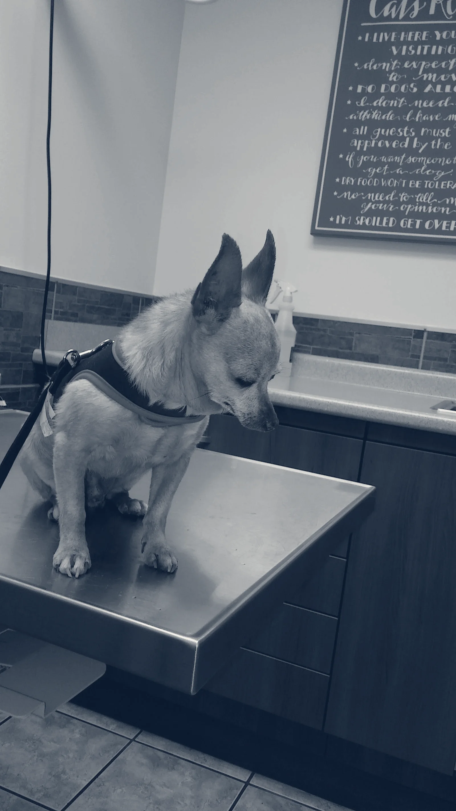 Southern California Animal Hospital — La Puente, California