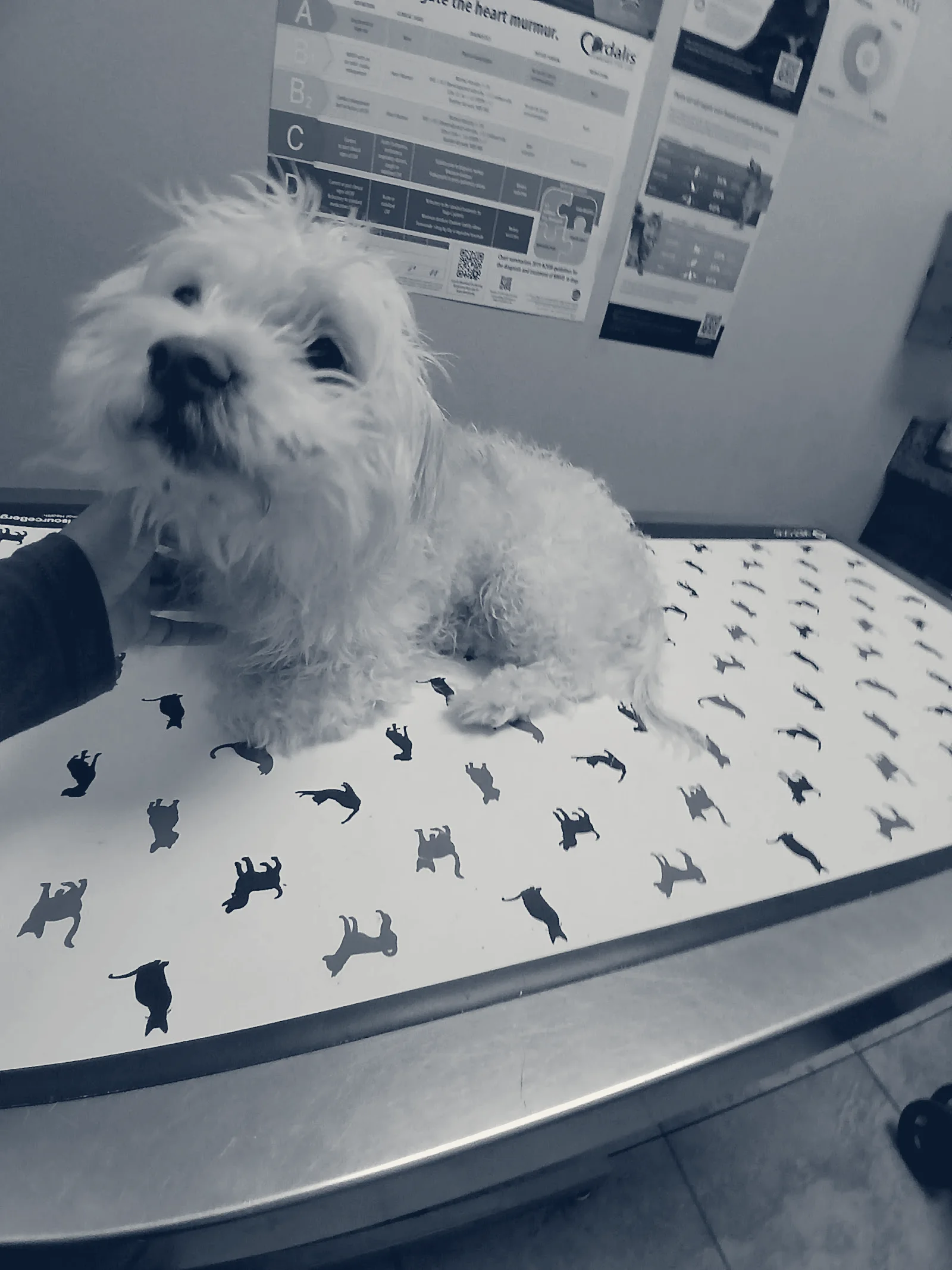 Amar Glen Veterinary Hospital — La Puente, California