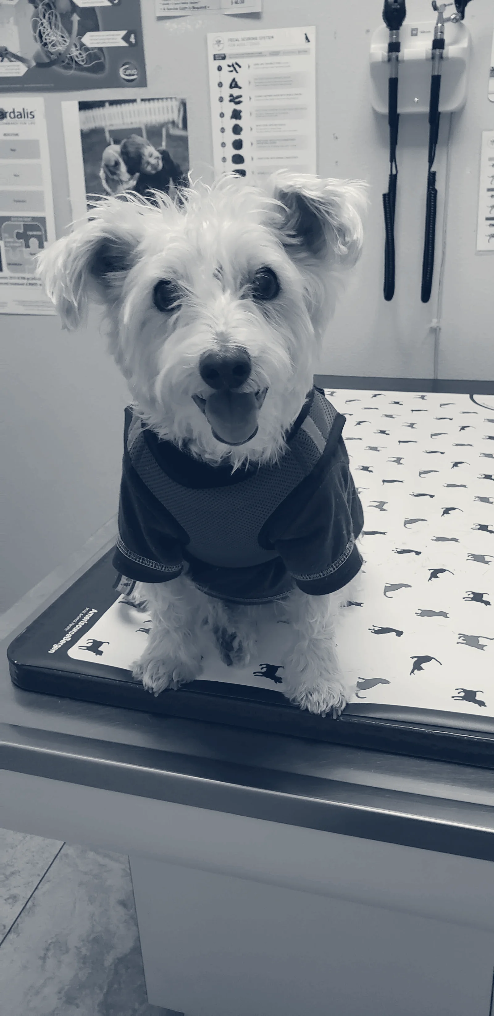 Amar Glen Veterinary Hospital — La Puente, California
