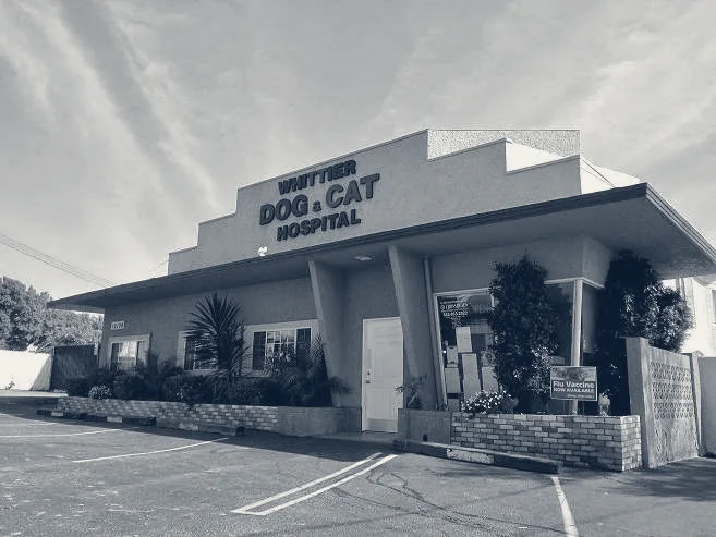 Whittier Dog and Cat Hospital — Whittier, California