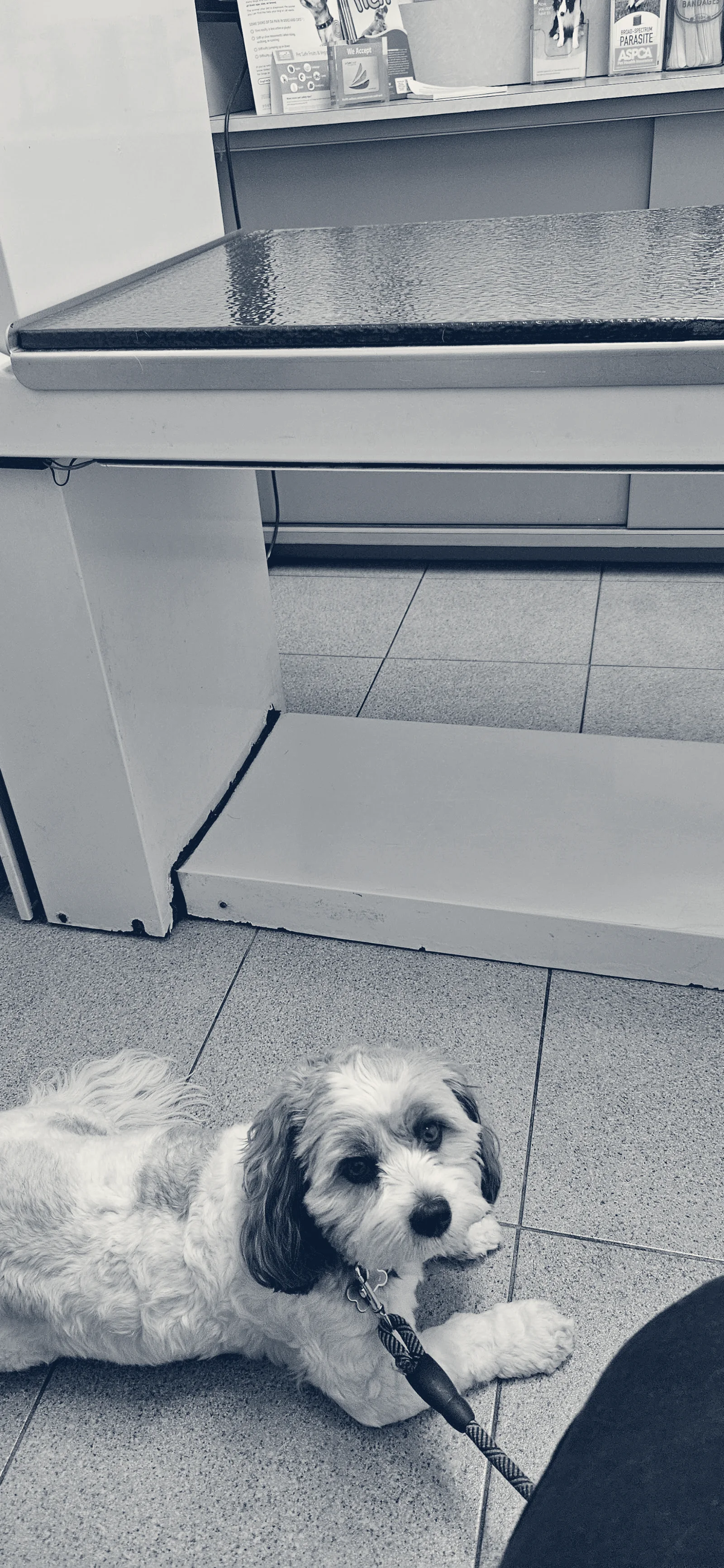 Whittier Dog and Cat Hospital — Whittier, California