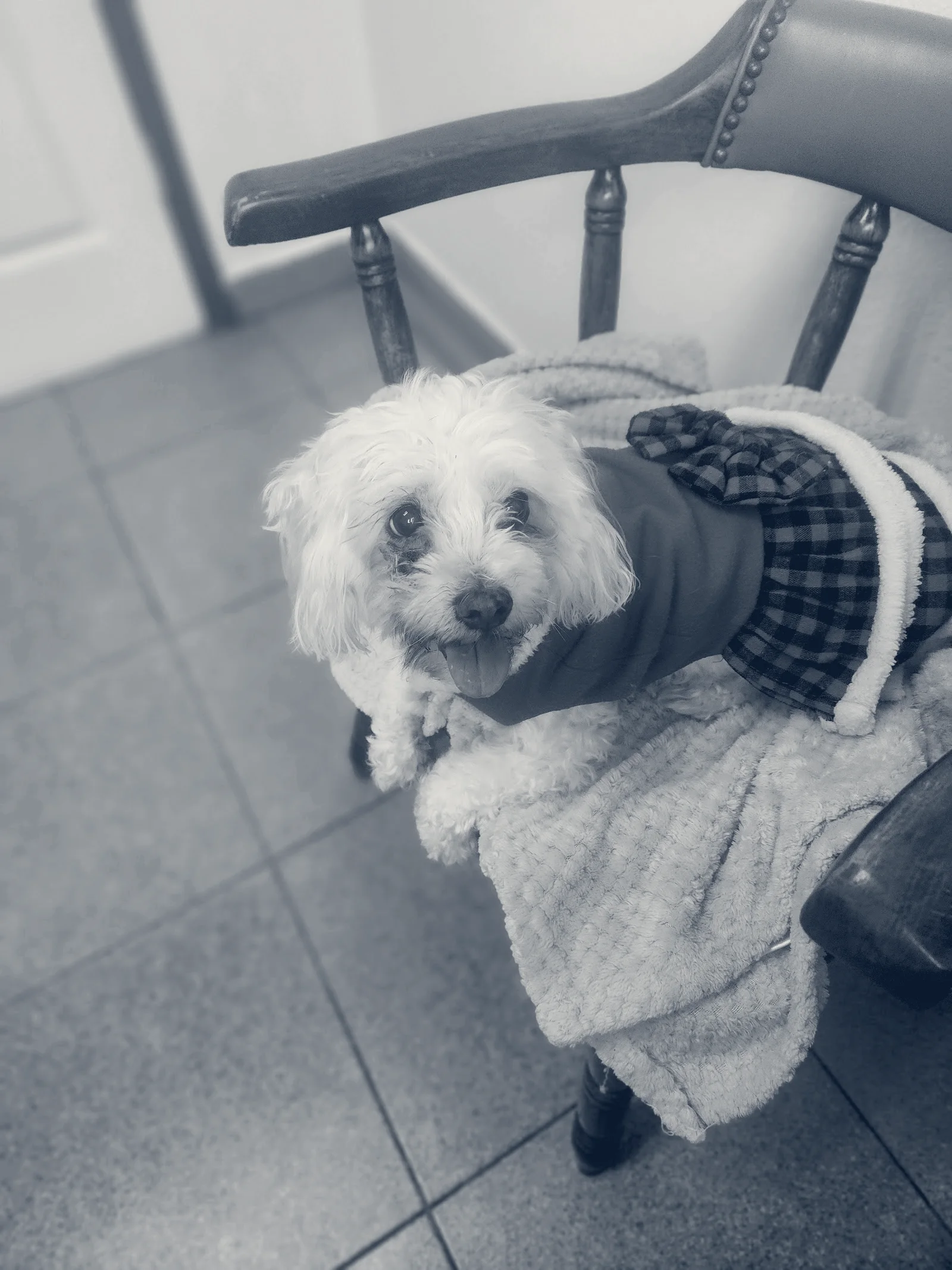 Whittier Dog and Cat Hospital — Whittier, California