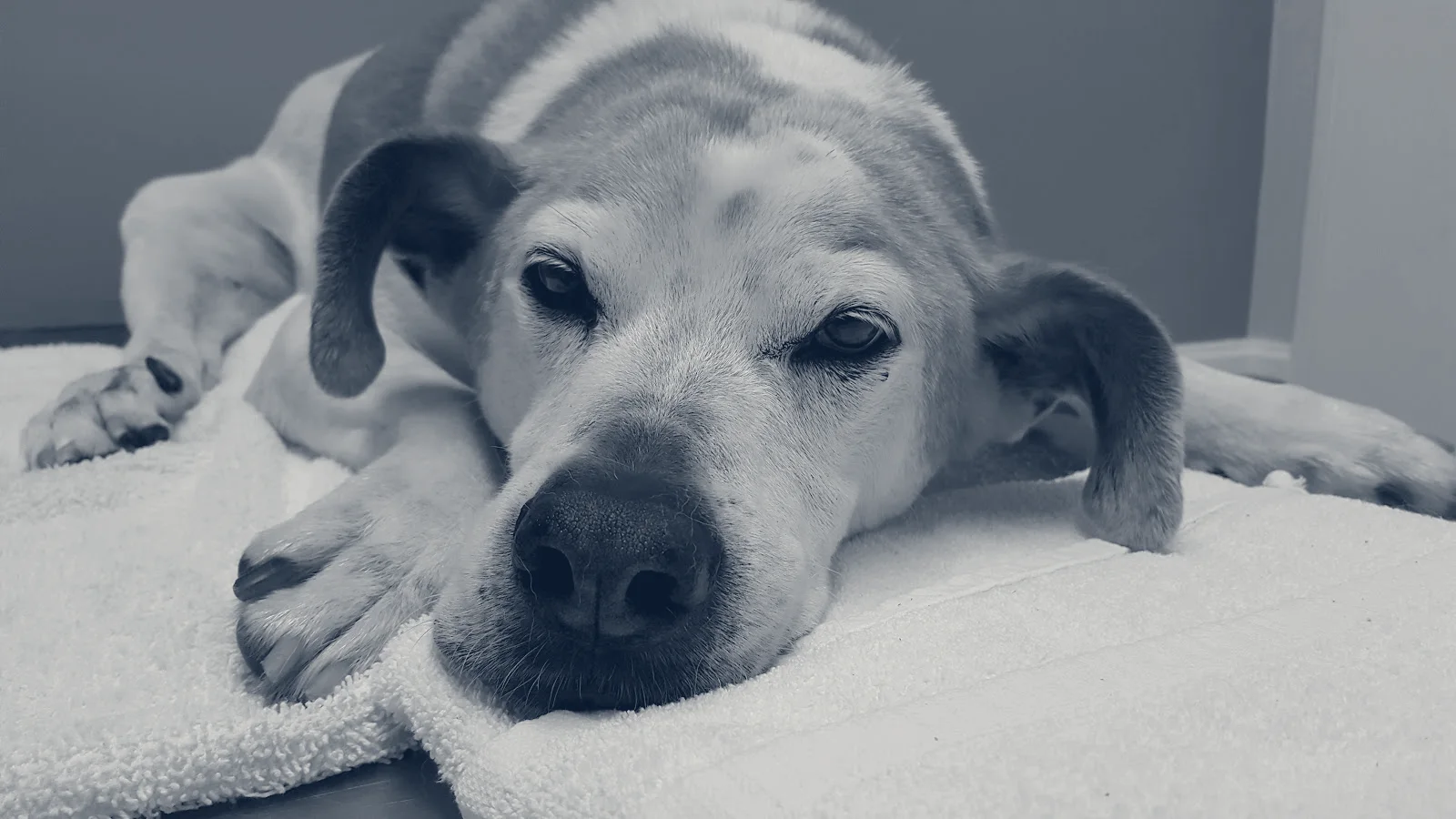 Pico Rivera Animal Hospital — Pico Rivera, California