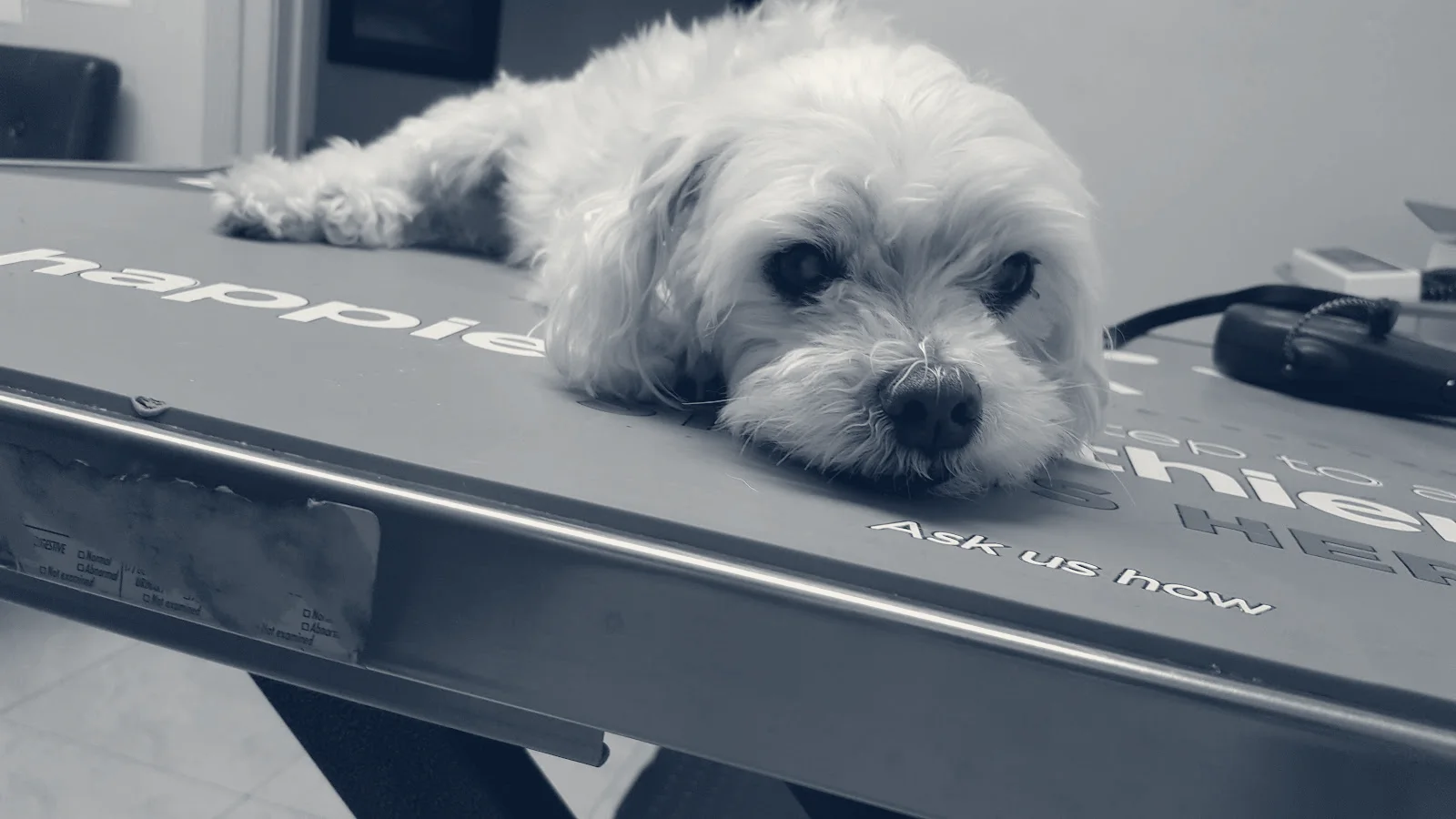 Downey Veterinary Hospital — Downey, California