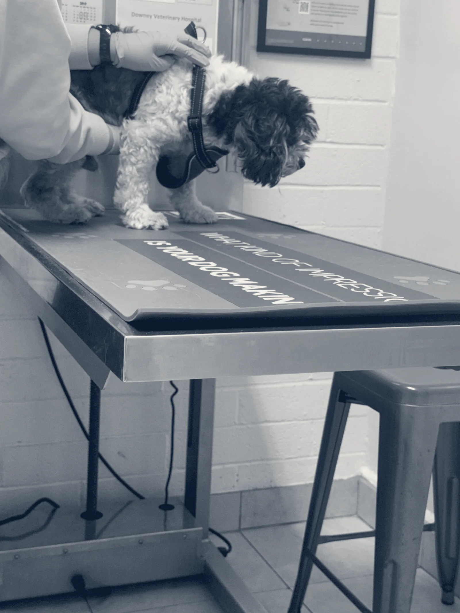 Downey Veterinary Hospital — Downey, California
