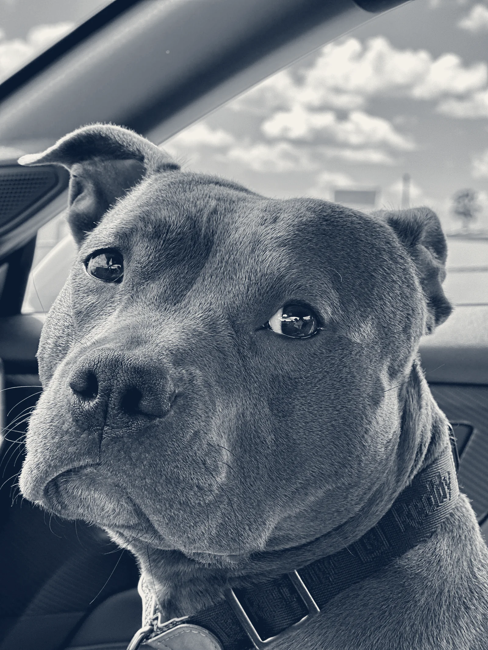 Downey Veterinary Hospital — Downey, California