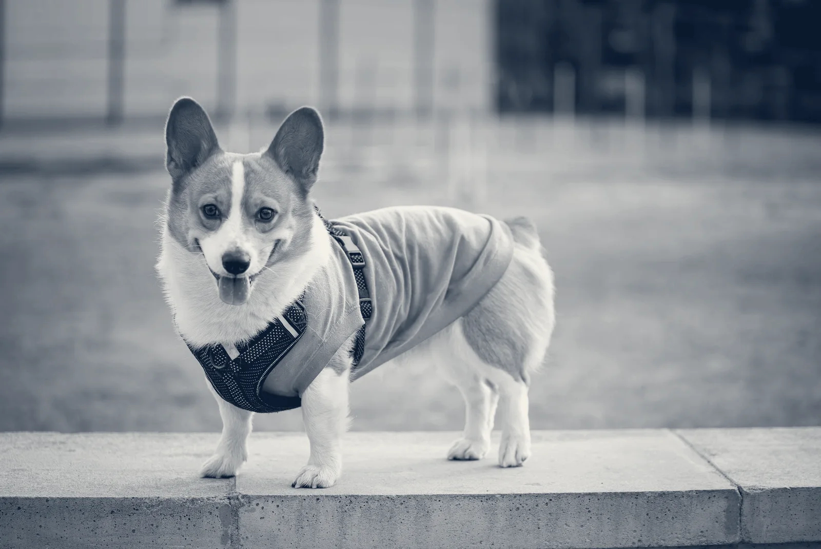 Beach Animal Urgent Care — Huntington Beach, California