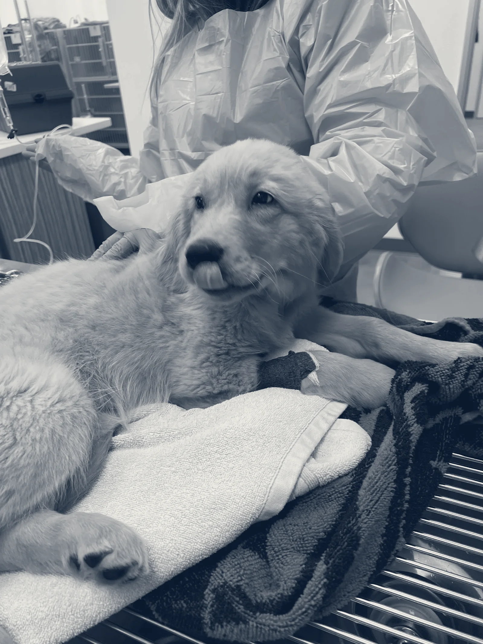 Beach Animal Urgent Care — Huntington Beach, California