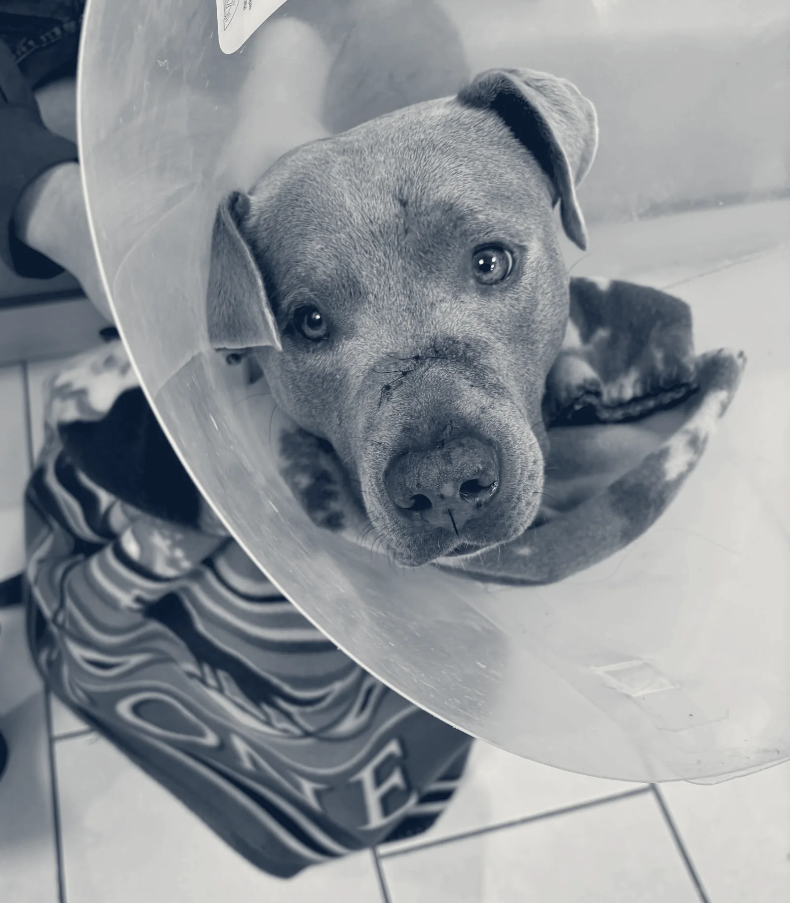 Inland Valley Veterinary Specialists & Emergency Center — Upland, California