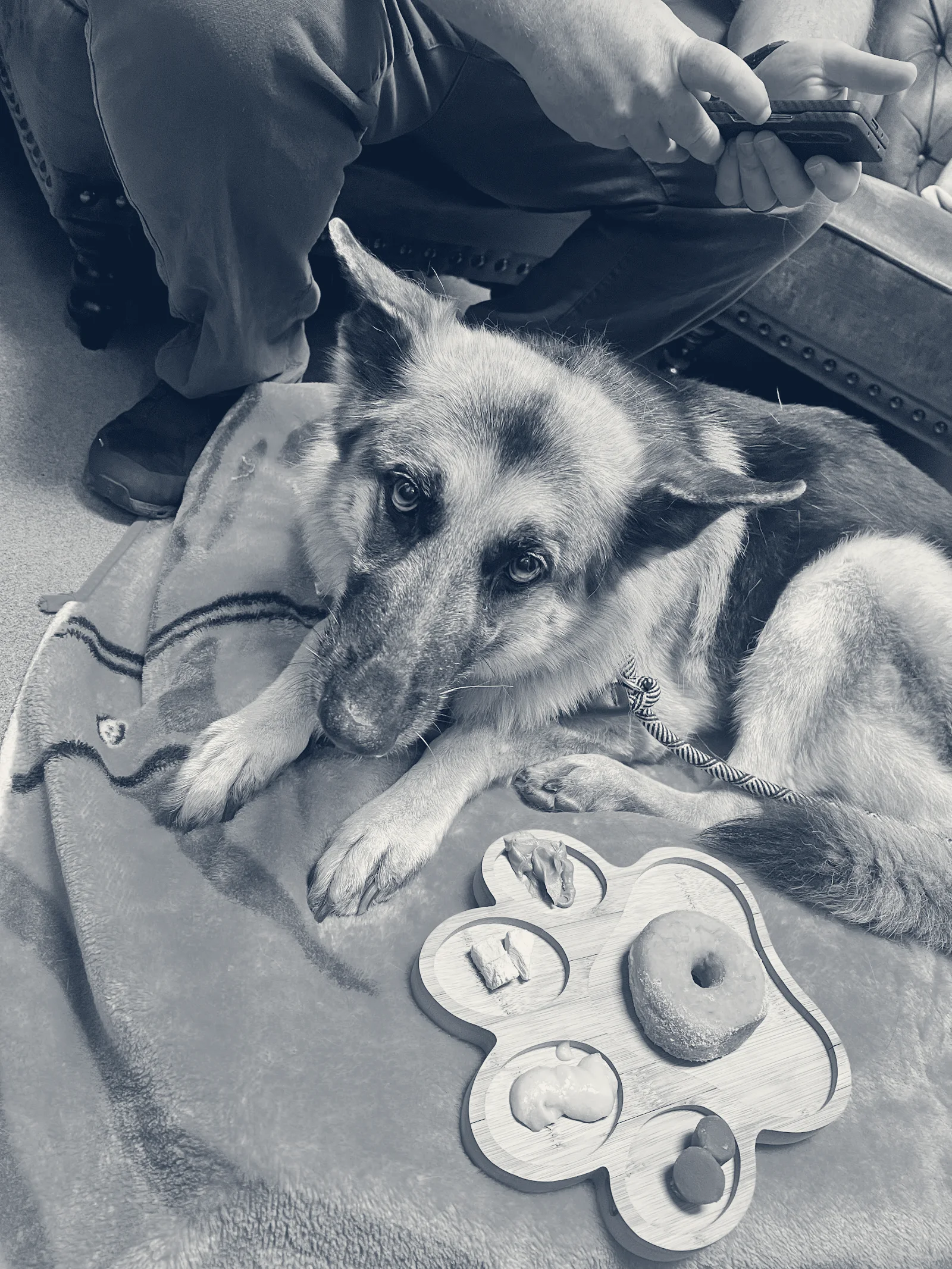 Loving Hands Animal Hospital, Inc — Chino, California