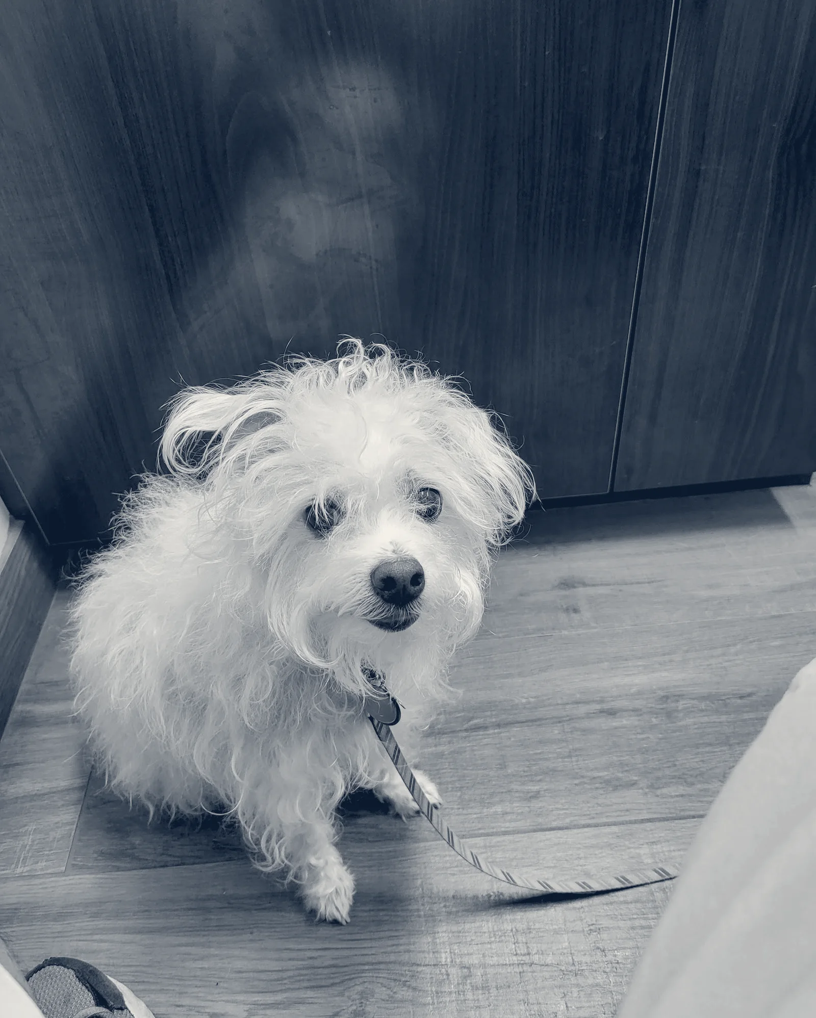 County Line Animal Hospital — La Habra, California