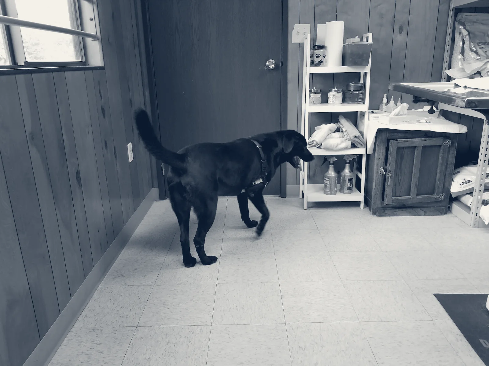 County Line Animal Hospital — La Habra, California