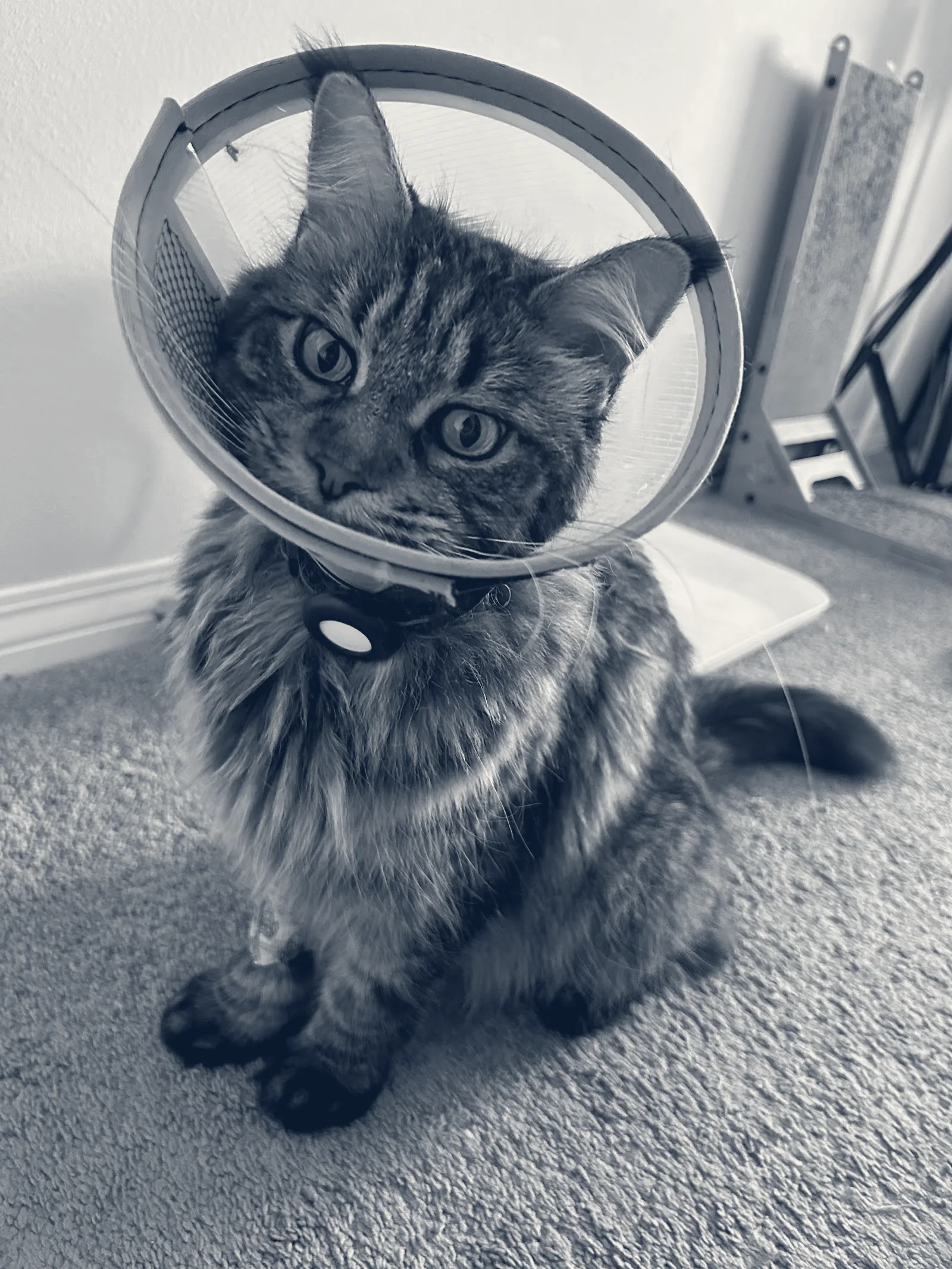 Mountain Avenue Animal Hospital — Ontario, California