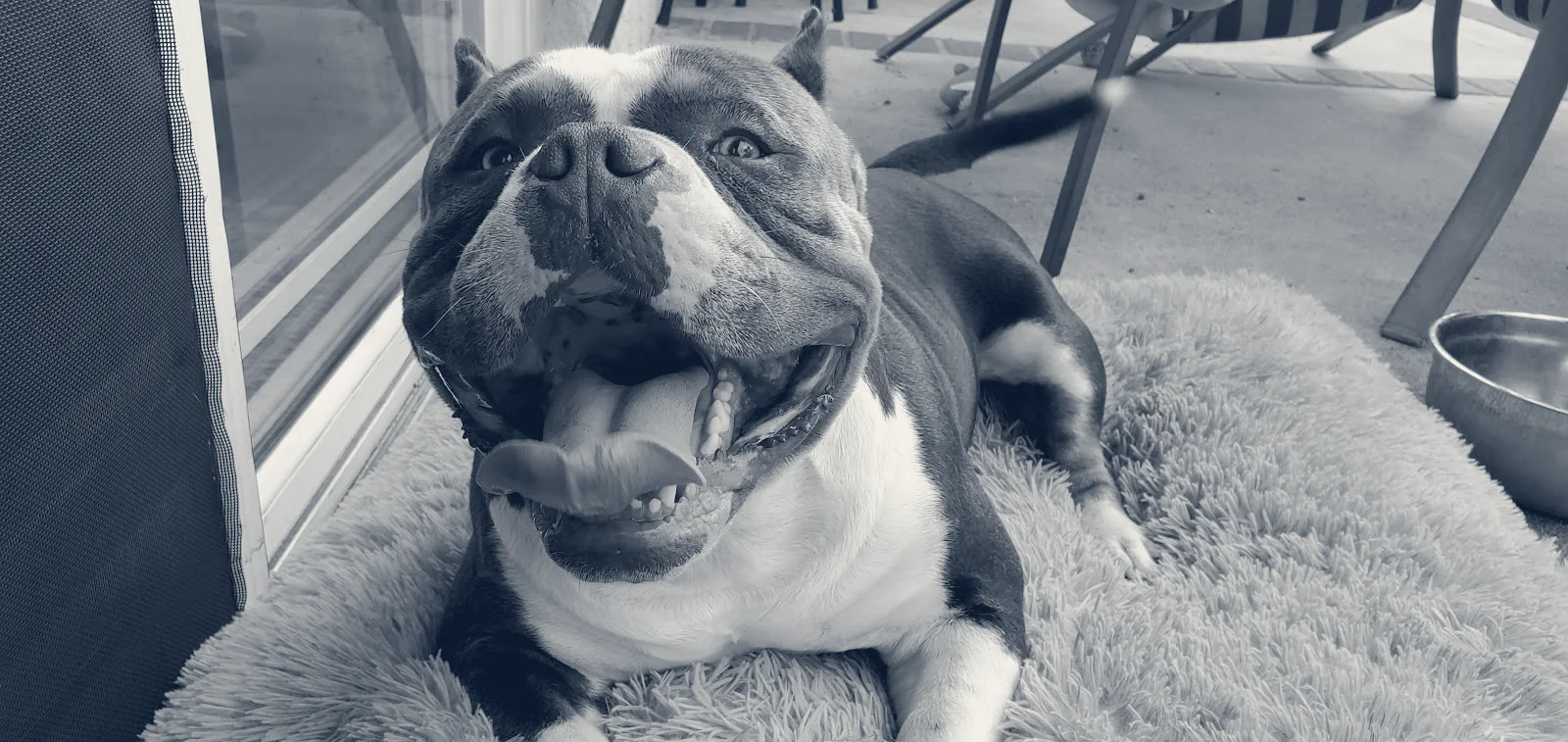 Euclid-Walnut Pet Clinic — Ontario, California