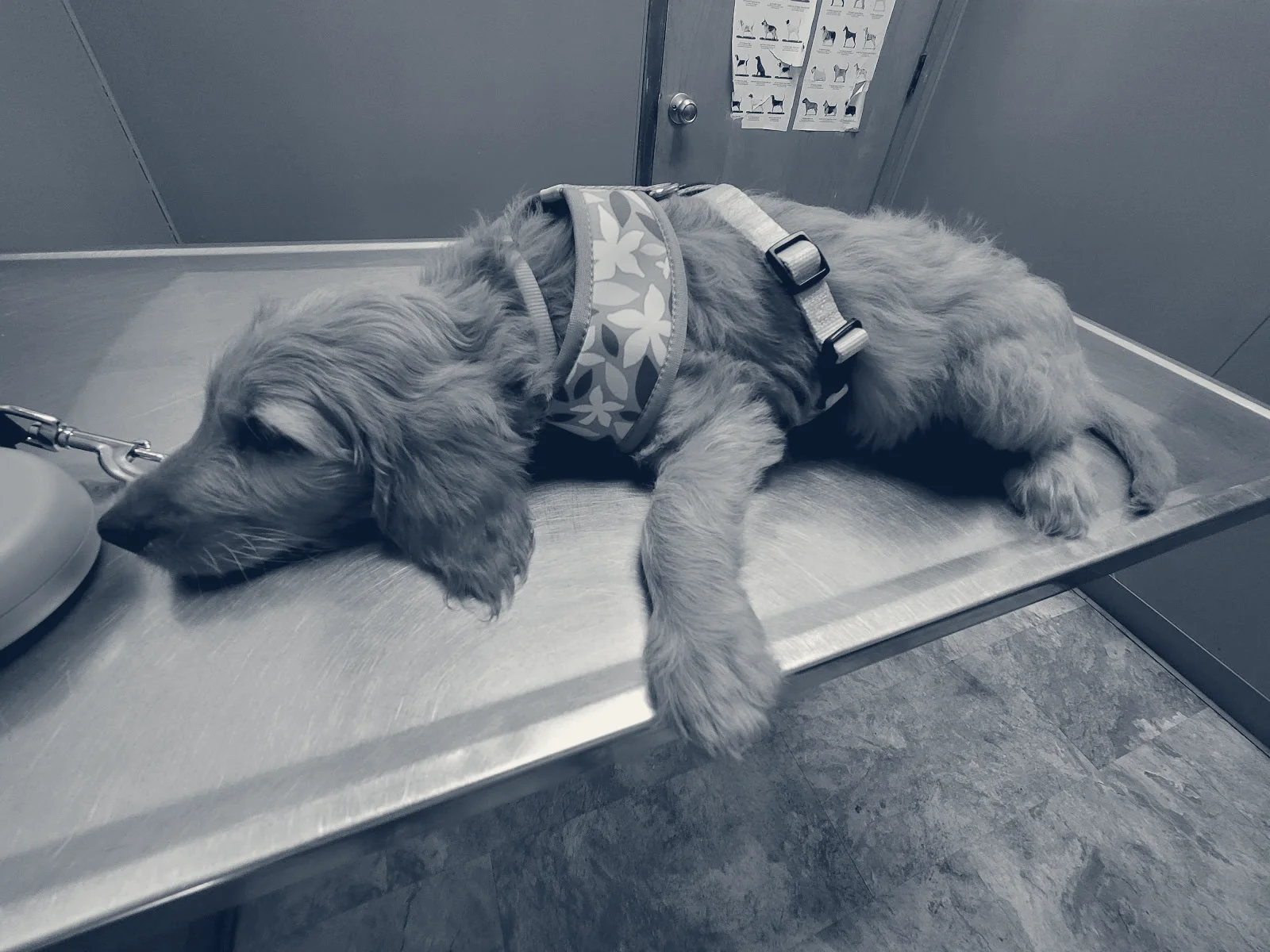 Euclid-Walnut Pet Clinic — Ontario, California