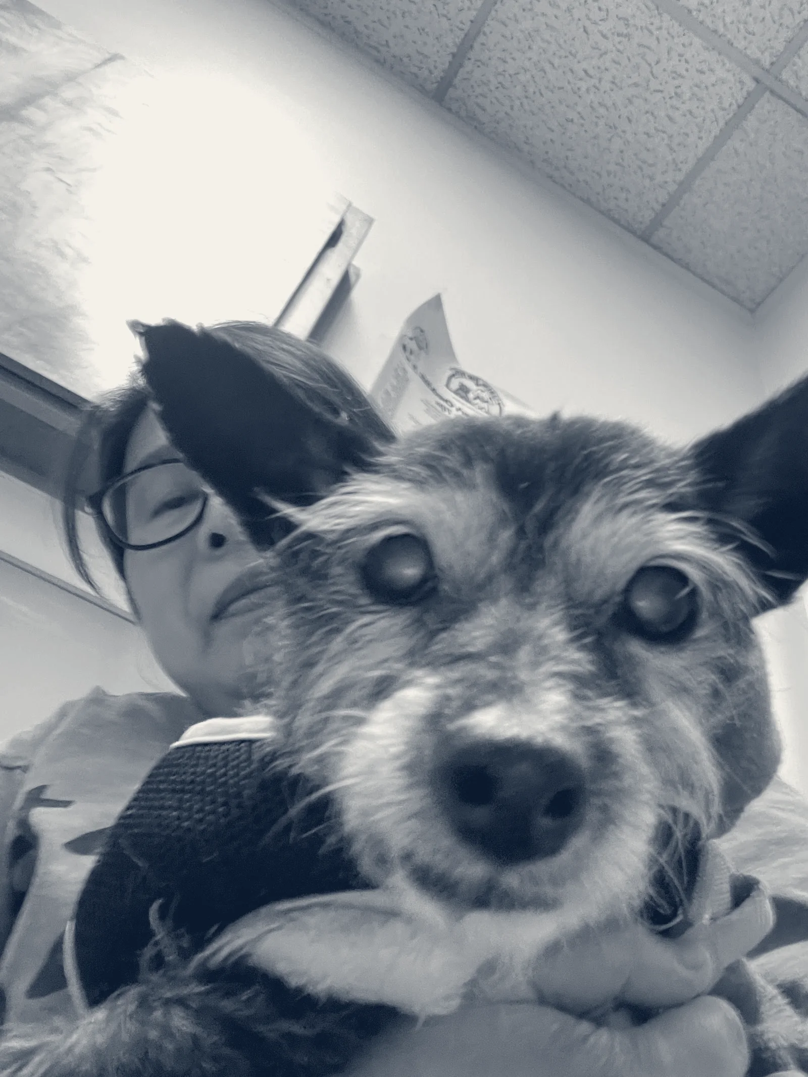 Euclid-Walnut Pet Clinic — Ontario, California