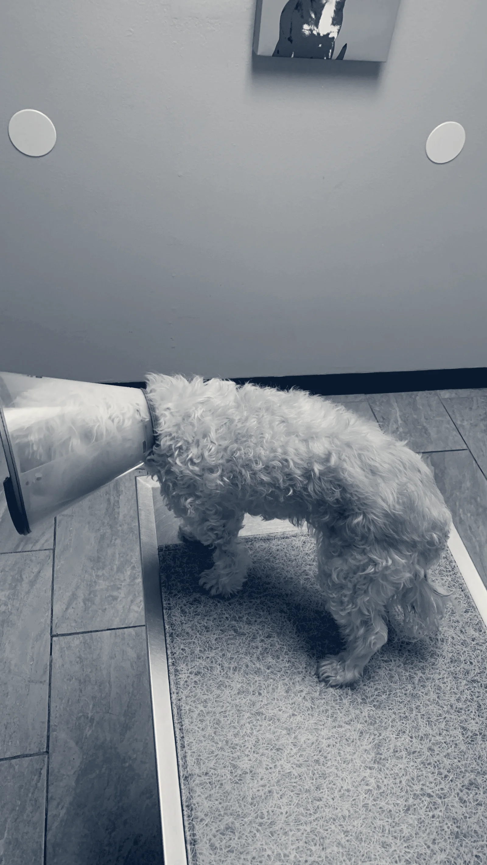 Euclid Veterinary Hospital — Ontario, California