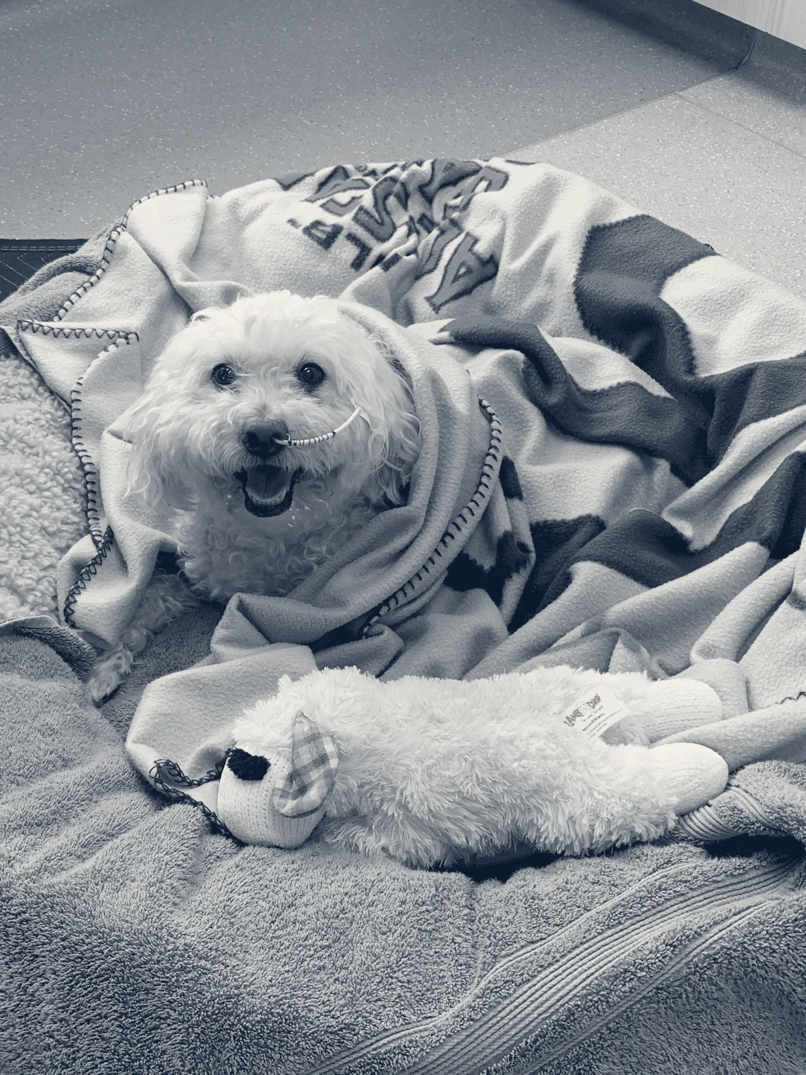 Pacific CARE Pet Emergency & Specialty — Irvine, California