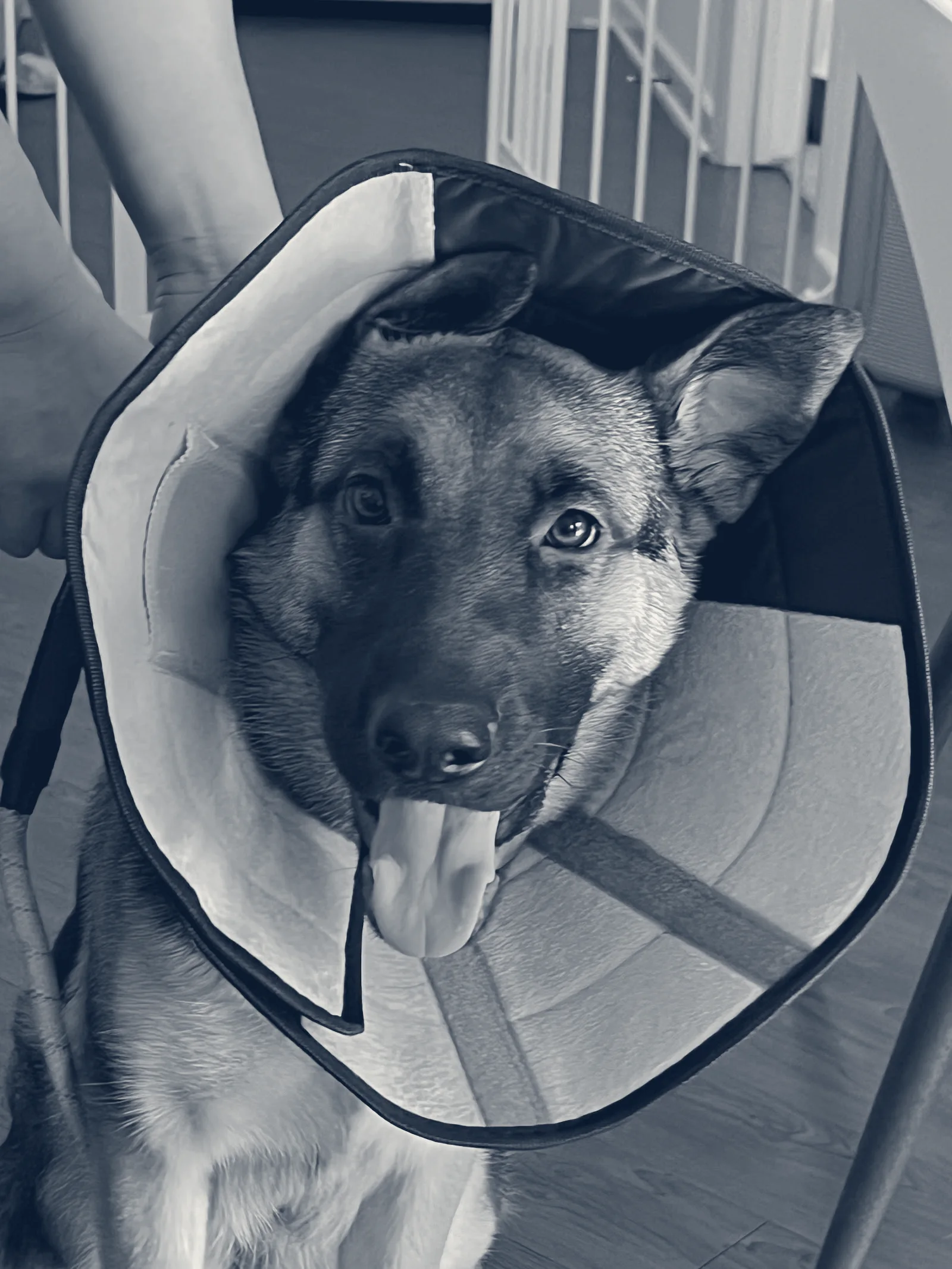 Pacific CARE Pet Emergency & Specialty — Irvine, California