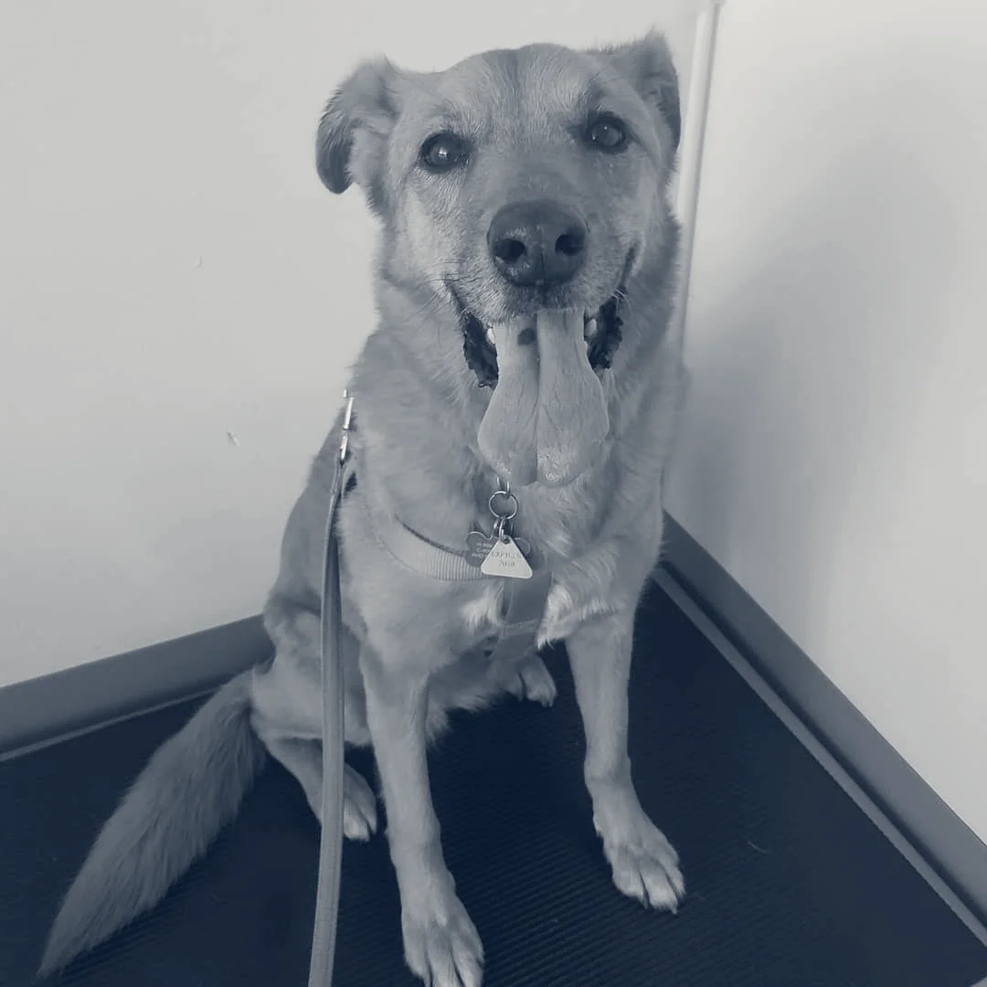 Chino Hills Parkway Pet Hospital — Chino Hills, California