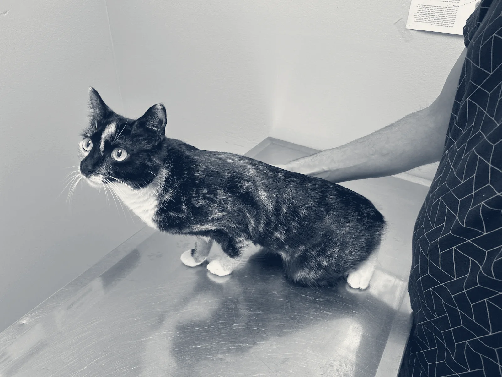 Chino Hills Parkway Pet Hospital — Chino Hills, California
