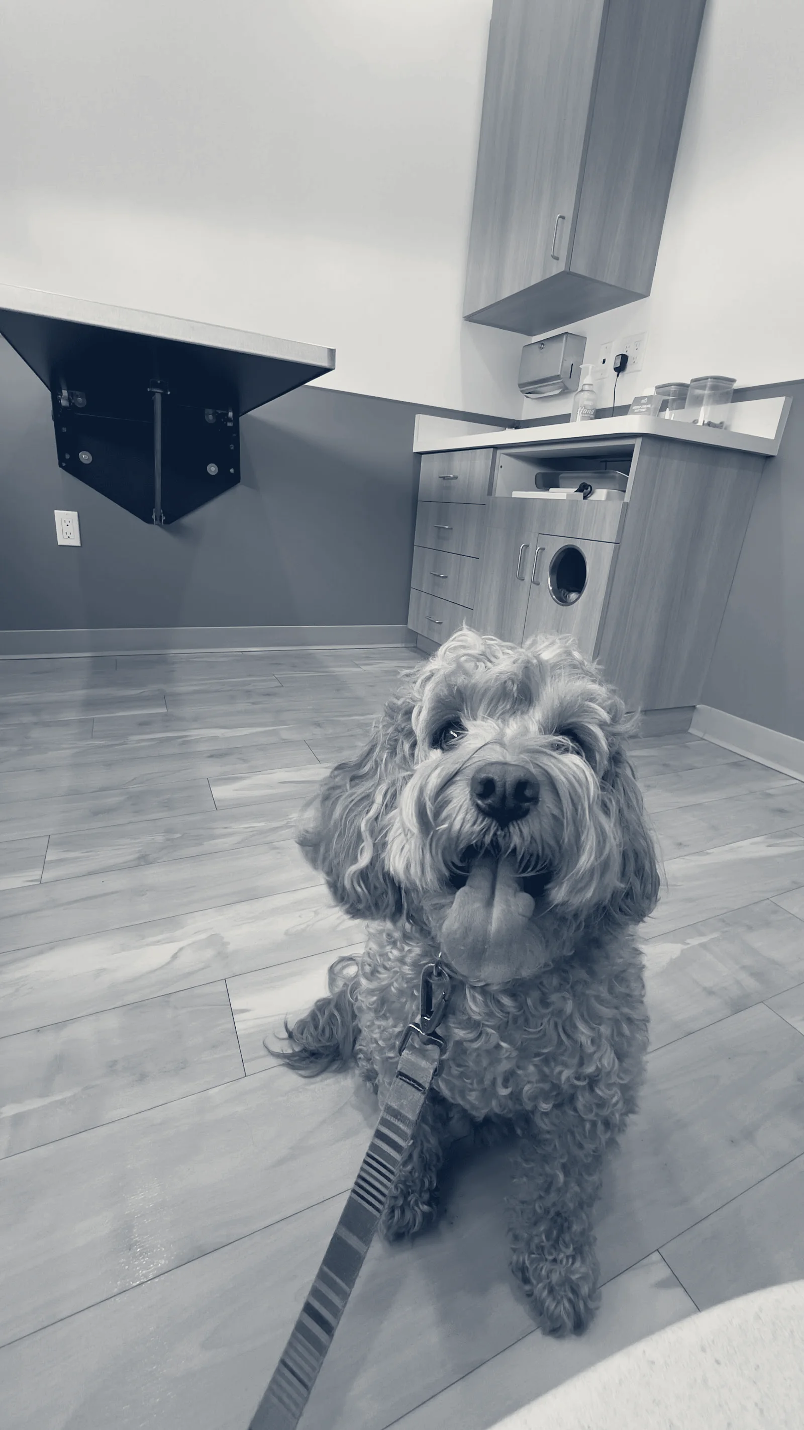 Quail Animal Hospital — Irvine, California