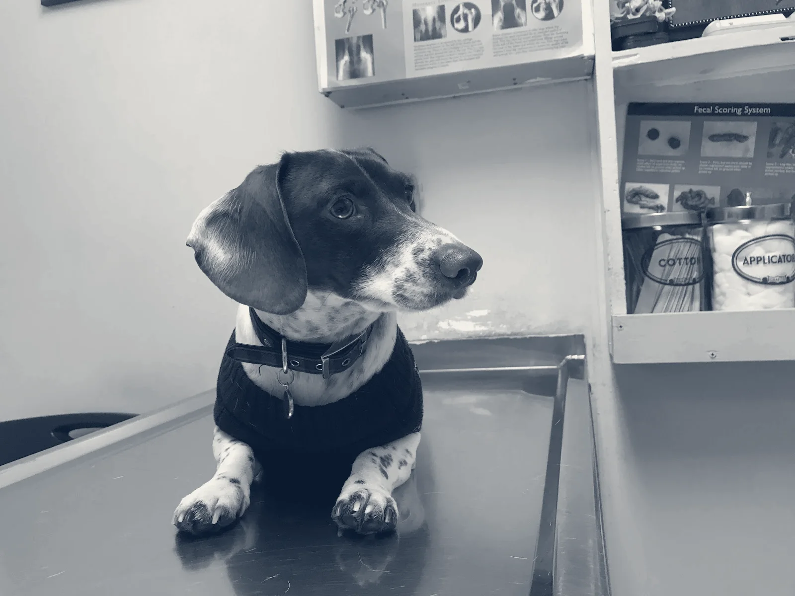 Animal Care Clinic — Bellflower, California