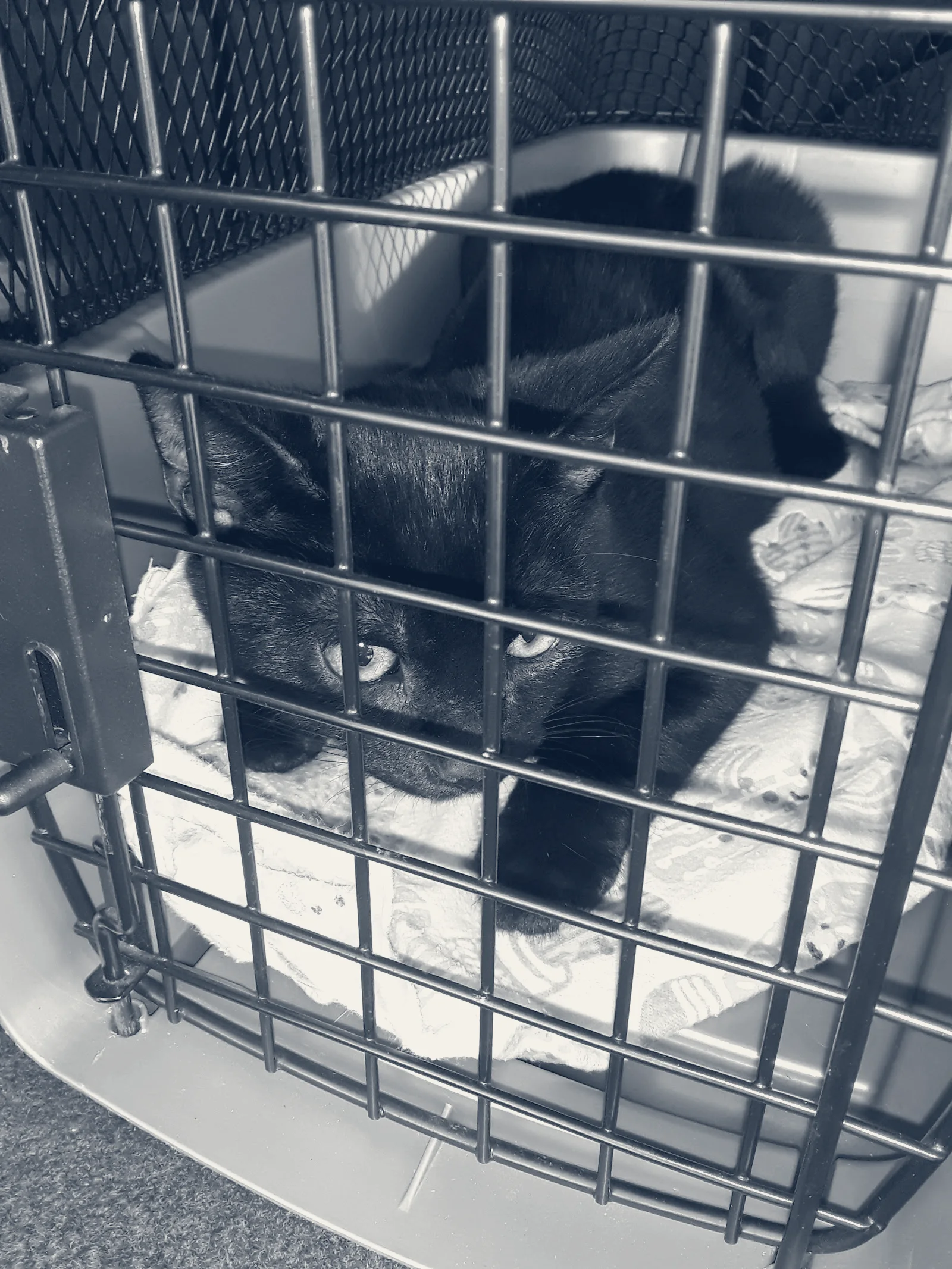 Animal Care Clinic — Bellflower, California