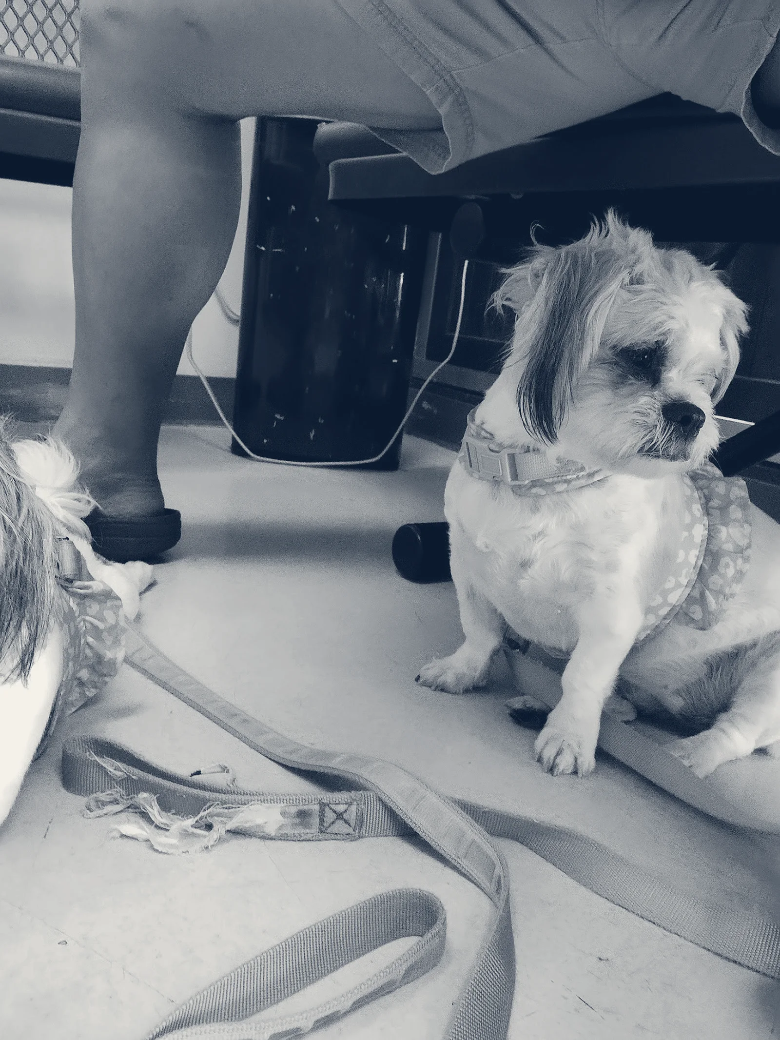 Animal Care Clinic — Bellflower, California