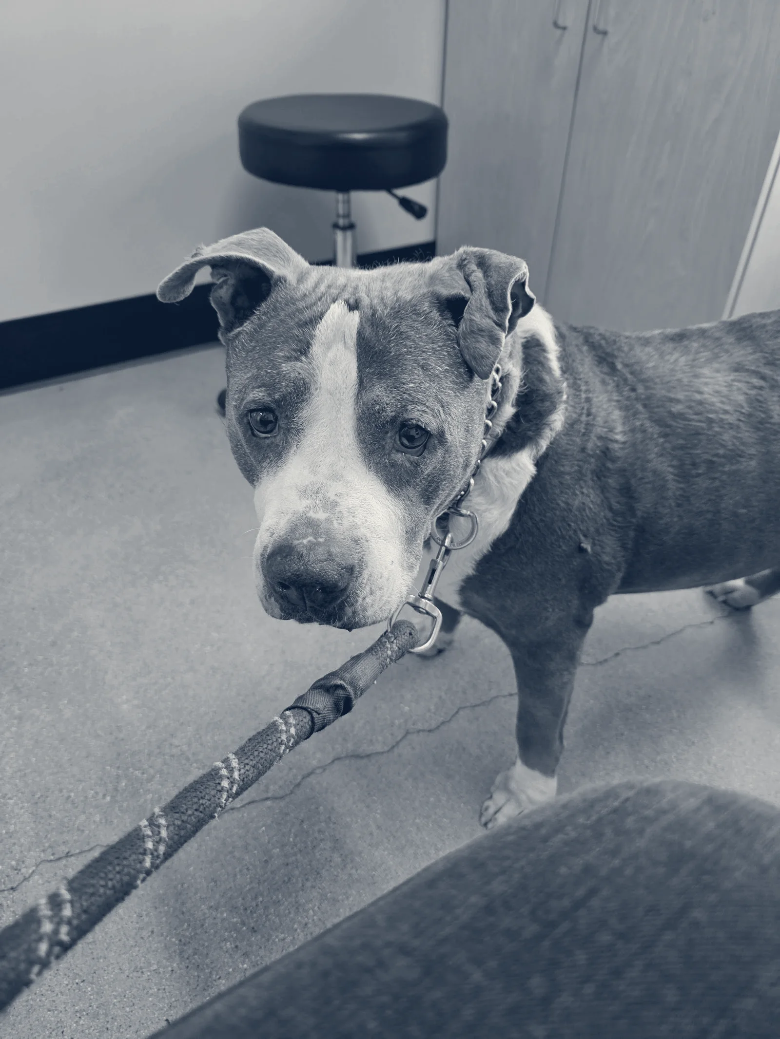 Primary Care Animal Hospital - Bixby Knolls — Long Beach, California