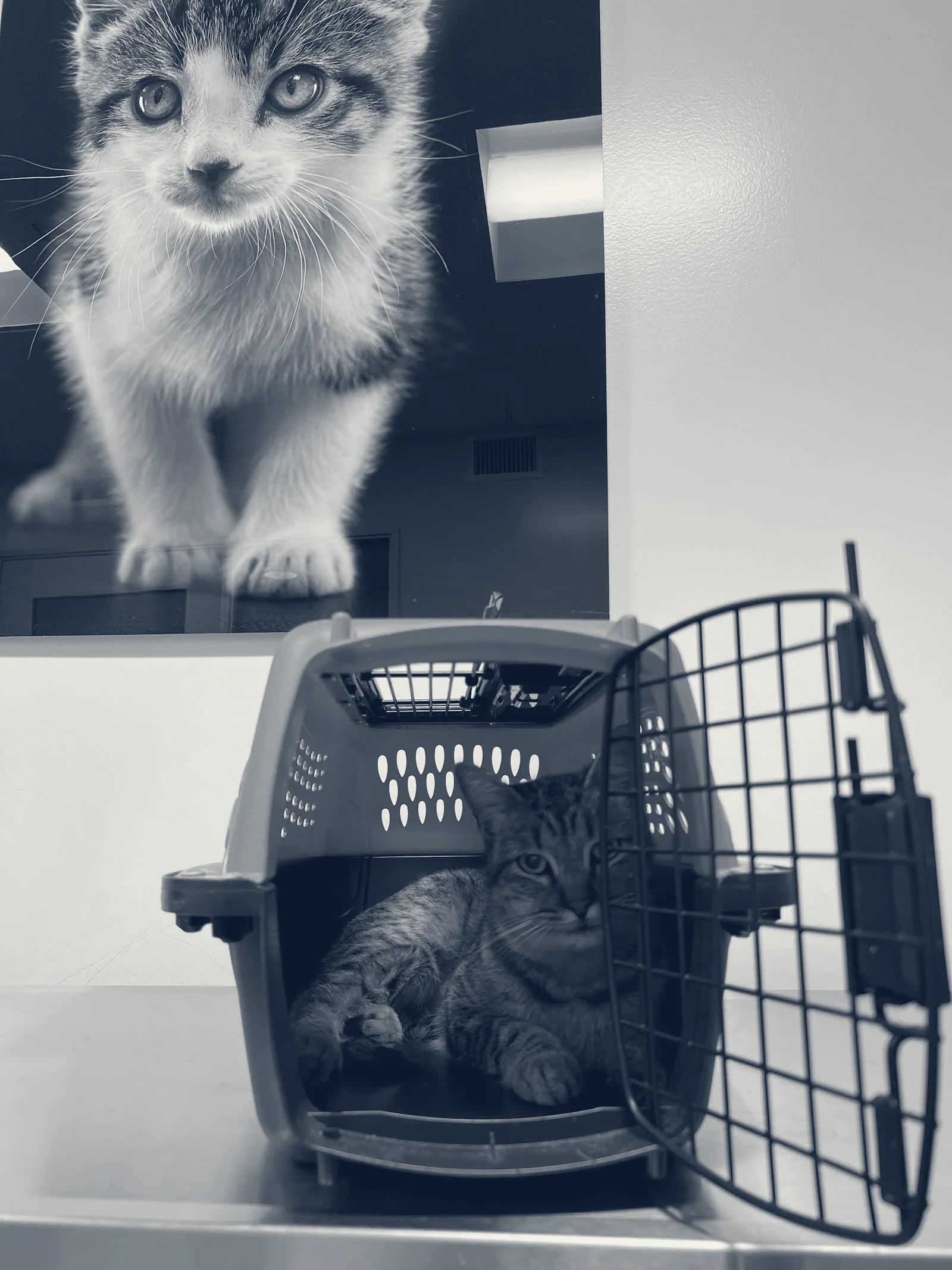 Primary Care Animal Hospital - Bixby Knolls — Long Beach, California