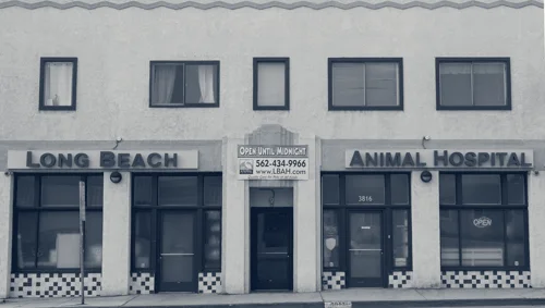Long Beach Animal Hospital — Long Beach, California