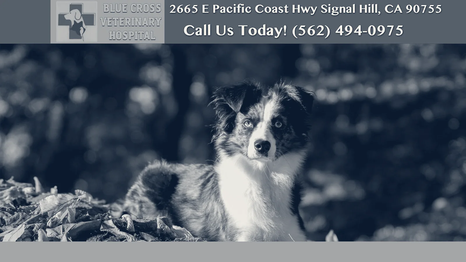 Blue Cross Veterinary Hospital — Signal Hill, California