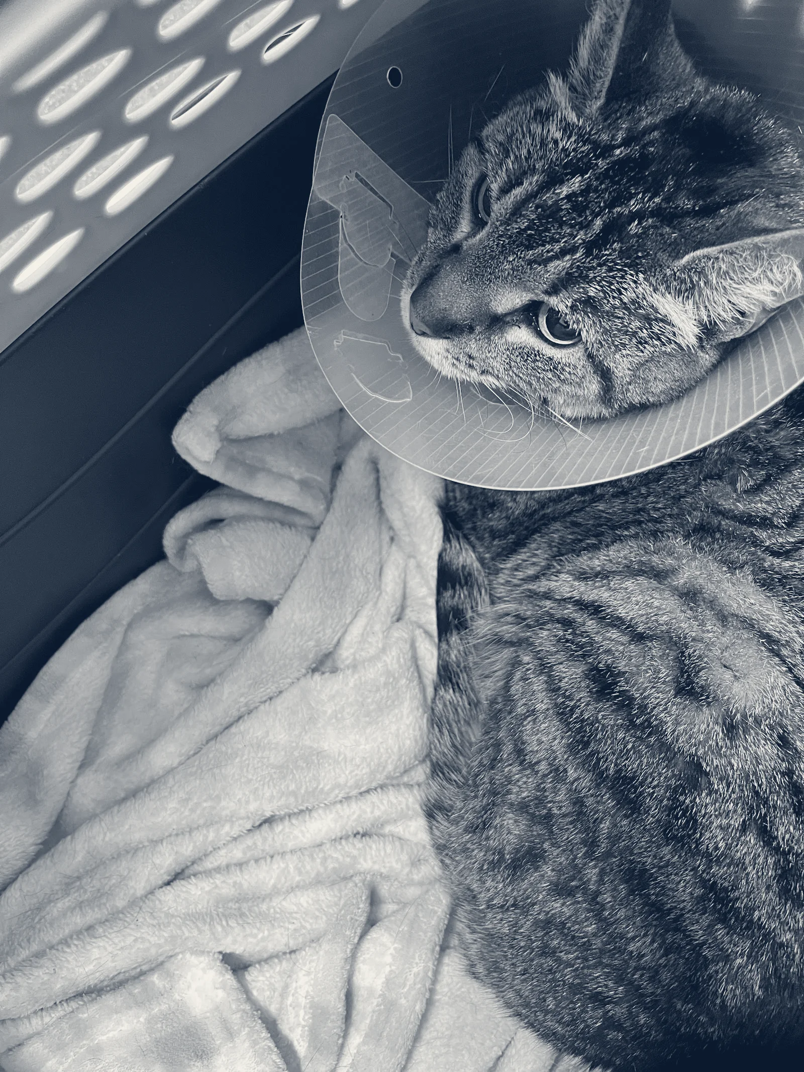 Lbc Vets Primary, Urgent and Emergency Care — Long Beach, California