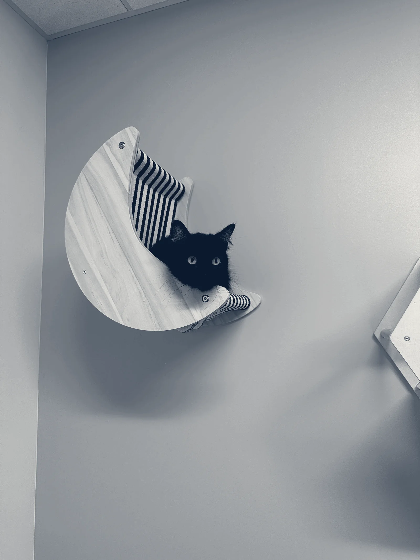Lbc Vets Primary, Urgent and Emergency Care — Long Beach, California