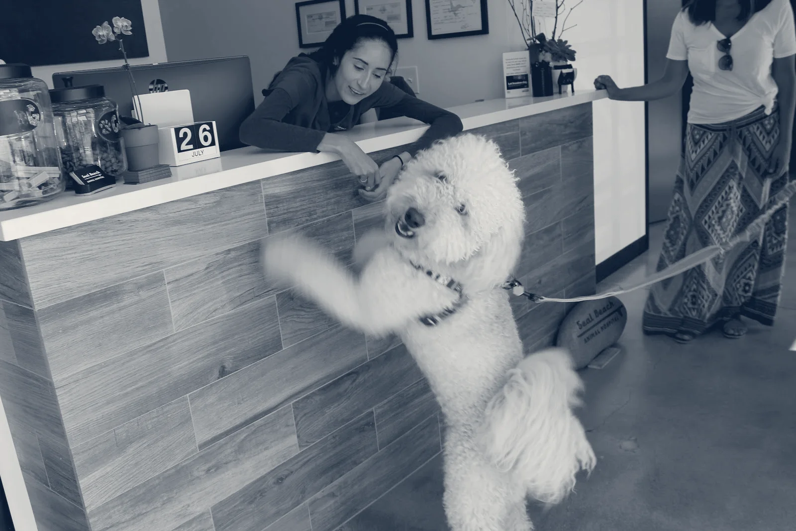 Seal Beach Animal Hospital — Seal Beach, California