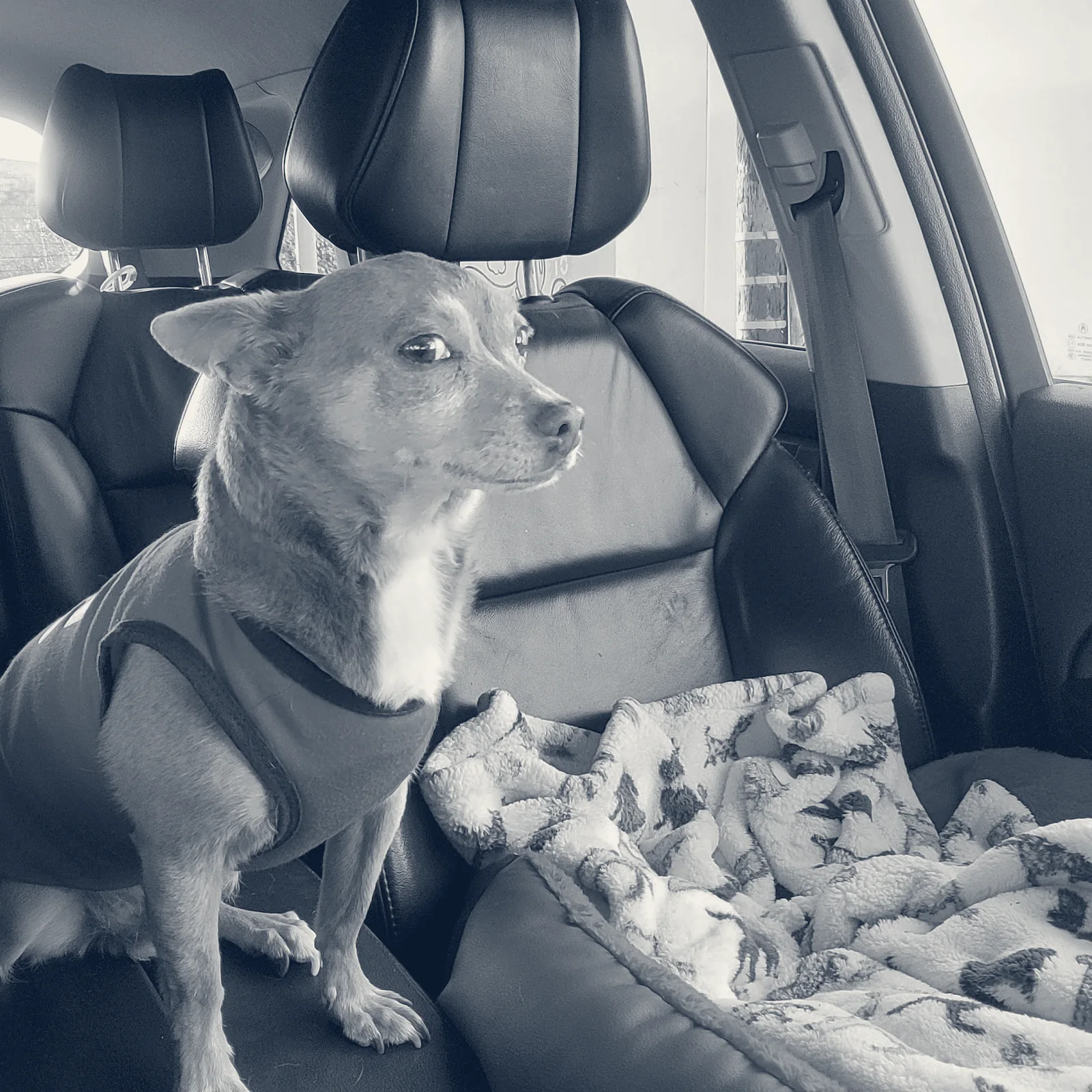 Little Cottonwood Animal Hospital — Los Alamitos, California