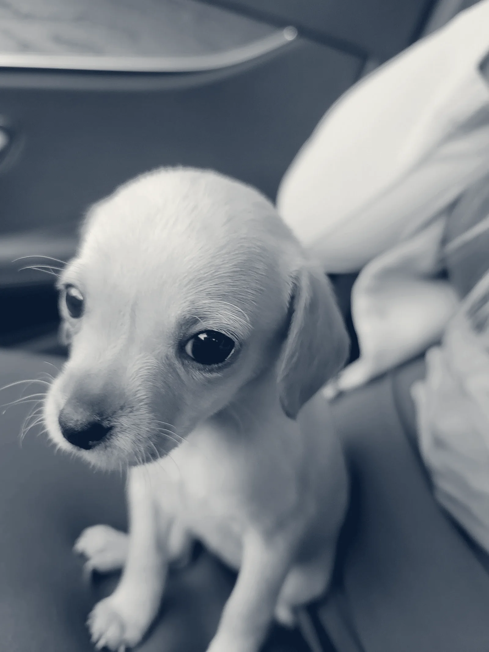 Little Cottonwood Animal Hospital — Los Alamitos, California