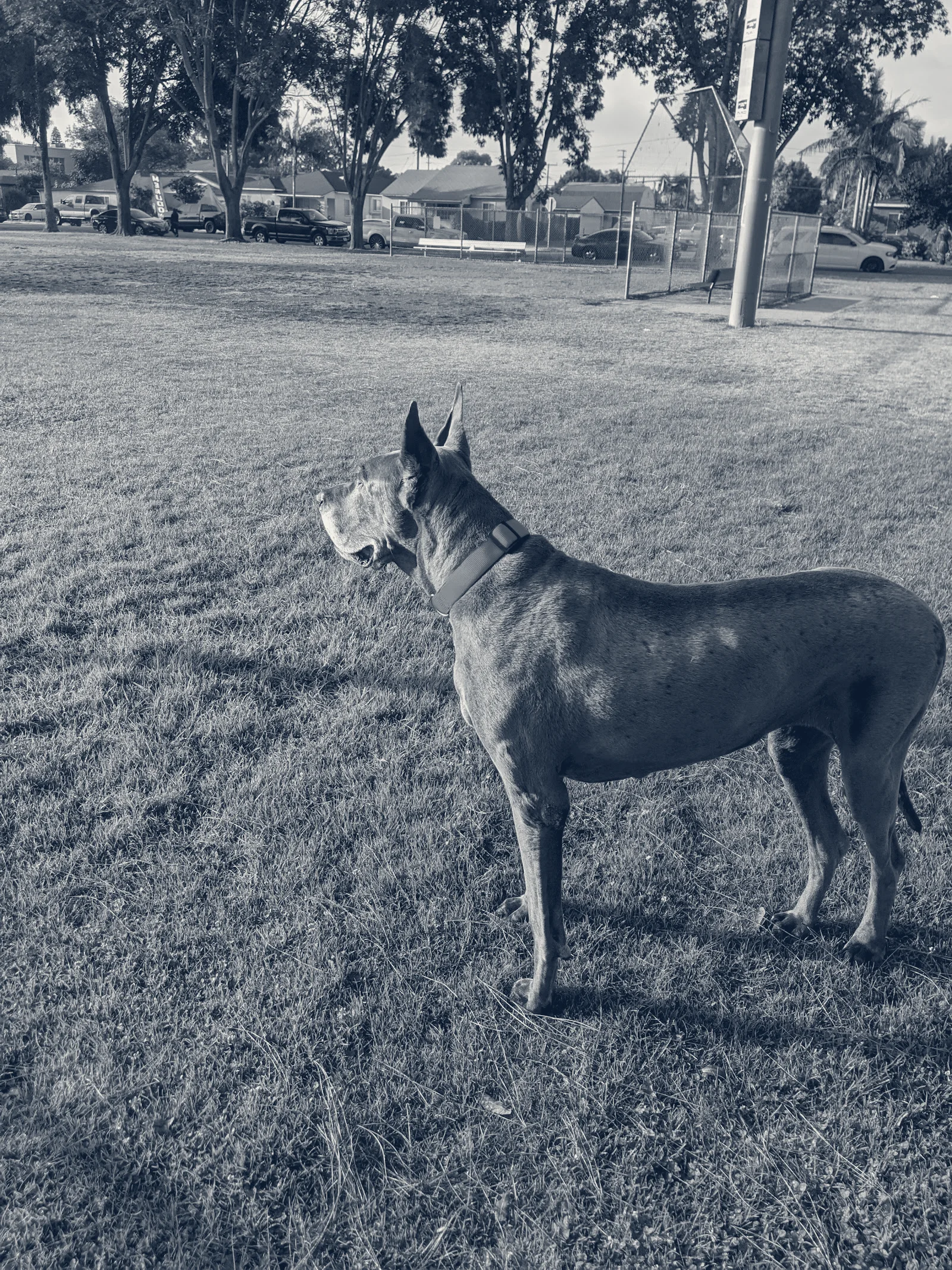 Uptown Animal Hospital Inc — Long Beach, California