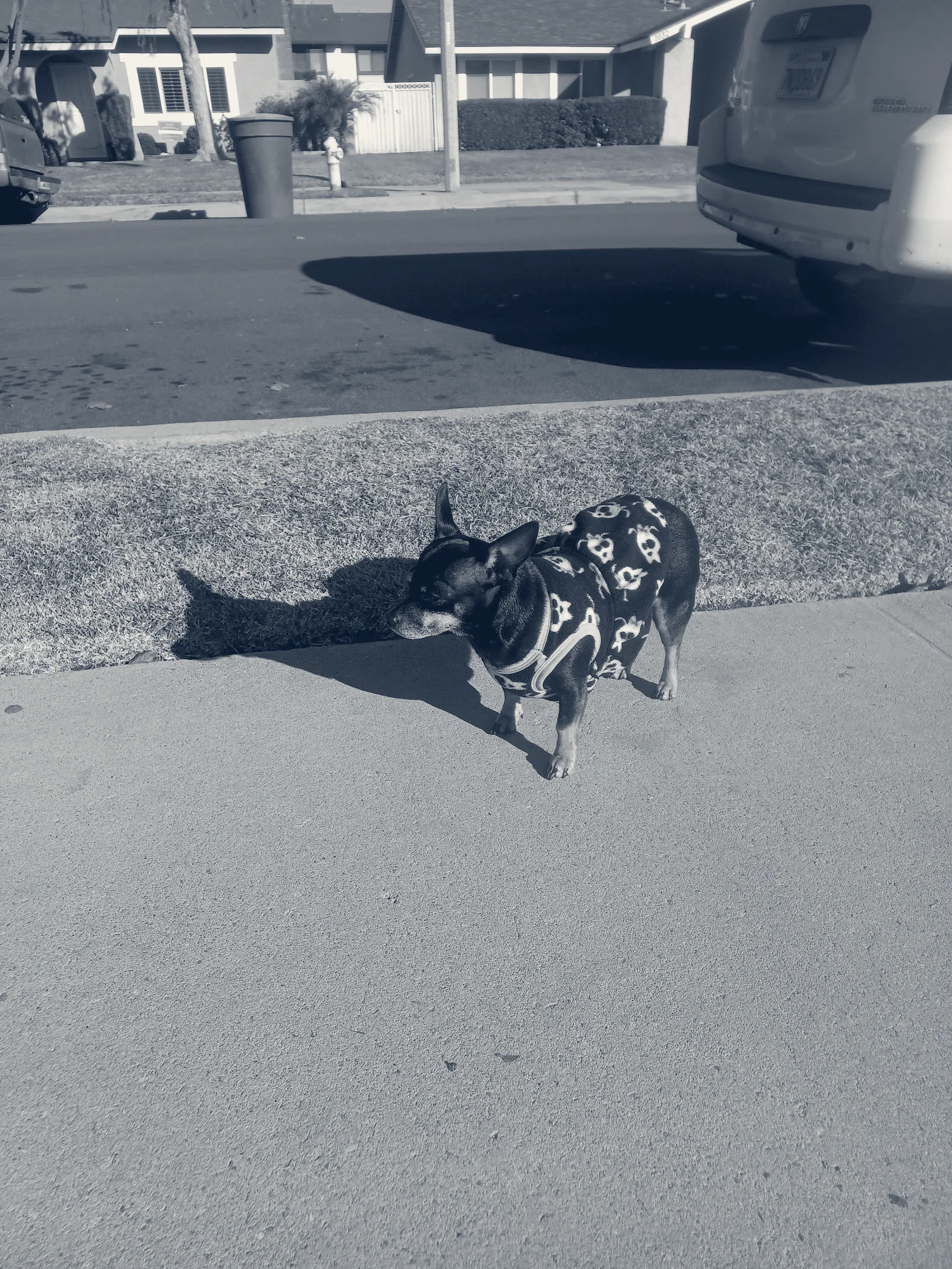 Stanton Pet Hospital — Stanton, California