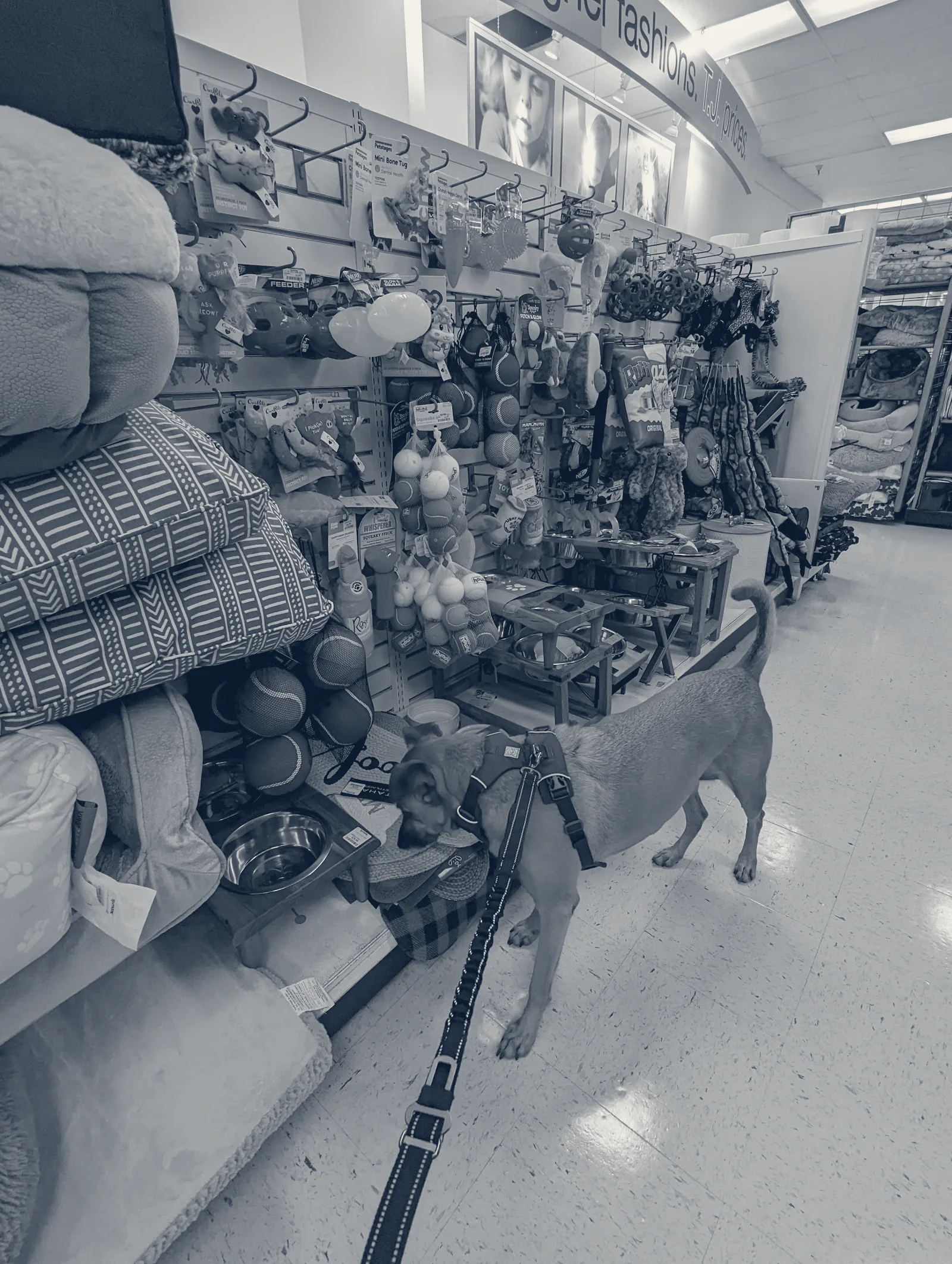 T.J. Maxx, San Mateo, California