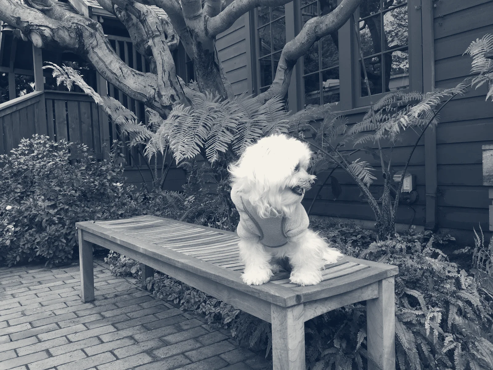 Berkeley Piano Club, Berkeley, California